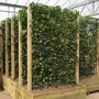 Hardhouten bak met hoge haag Hedera